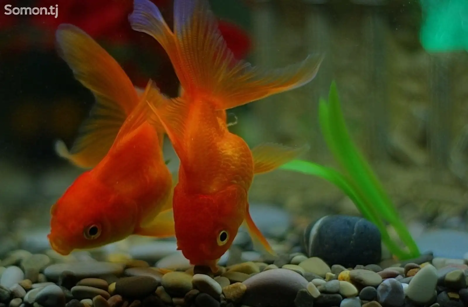 Рыбки Red Oranda