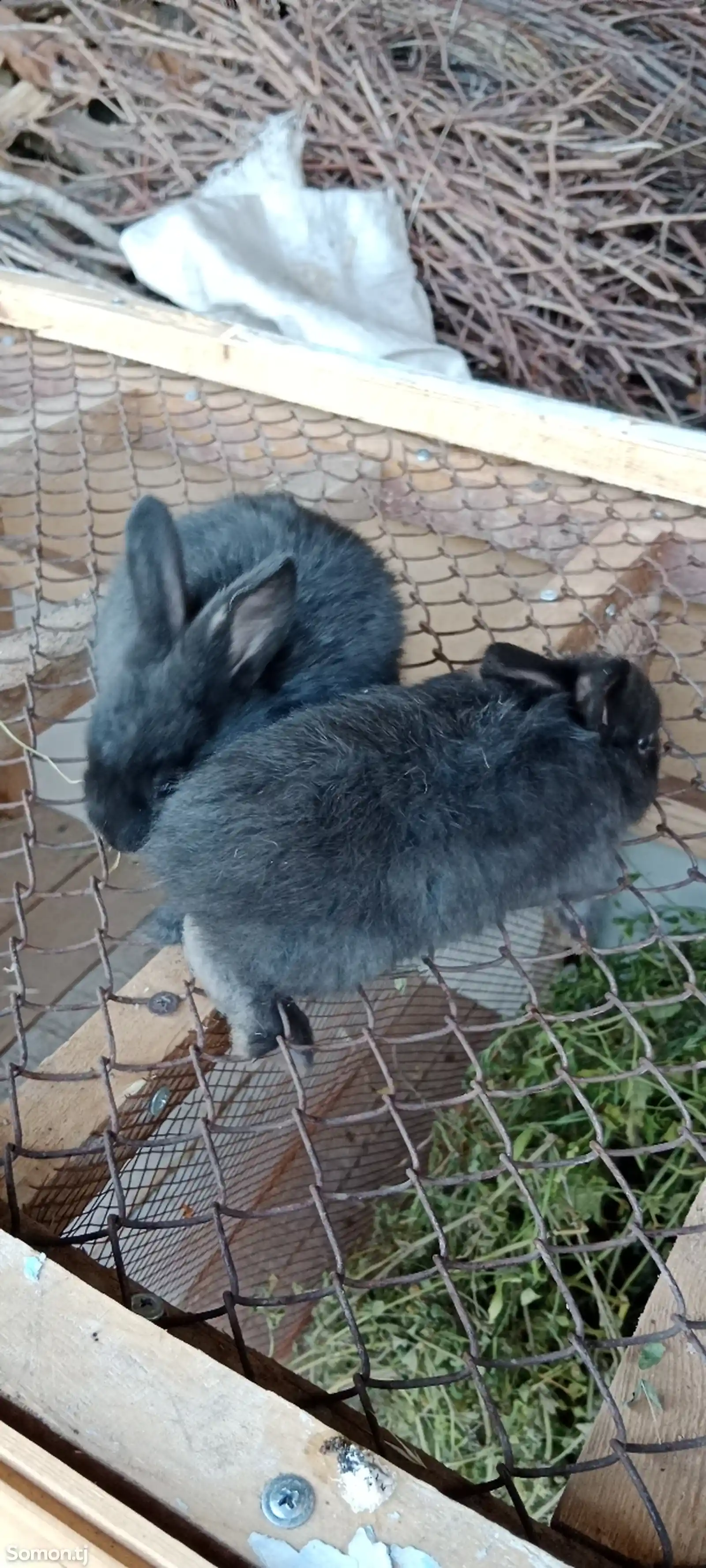 Кролики-4