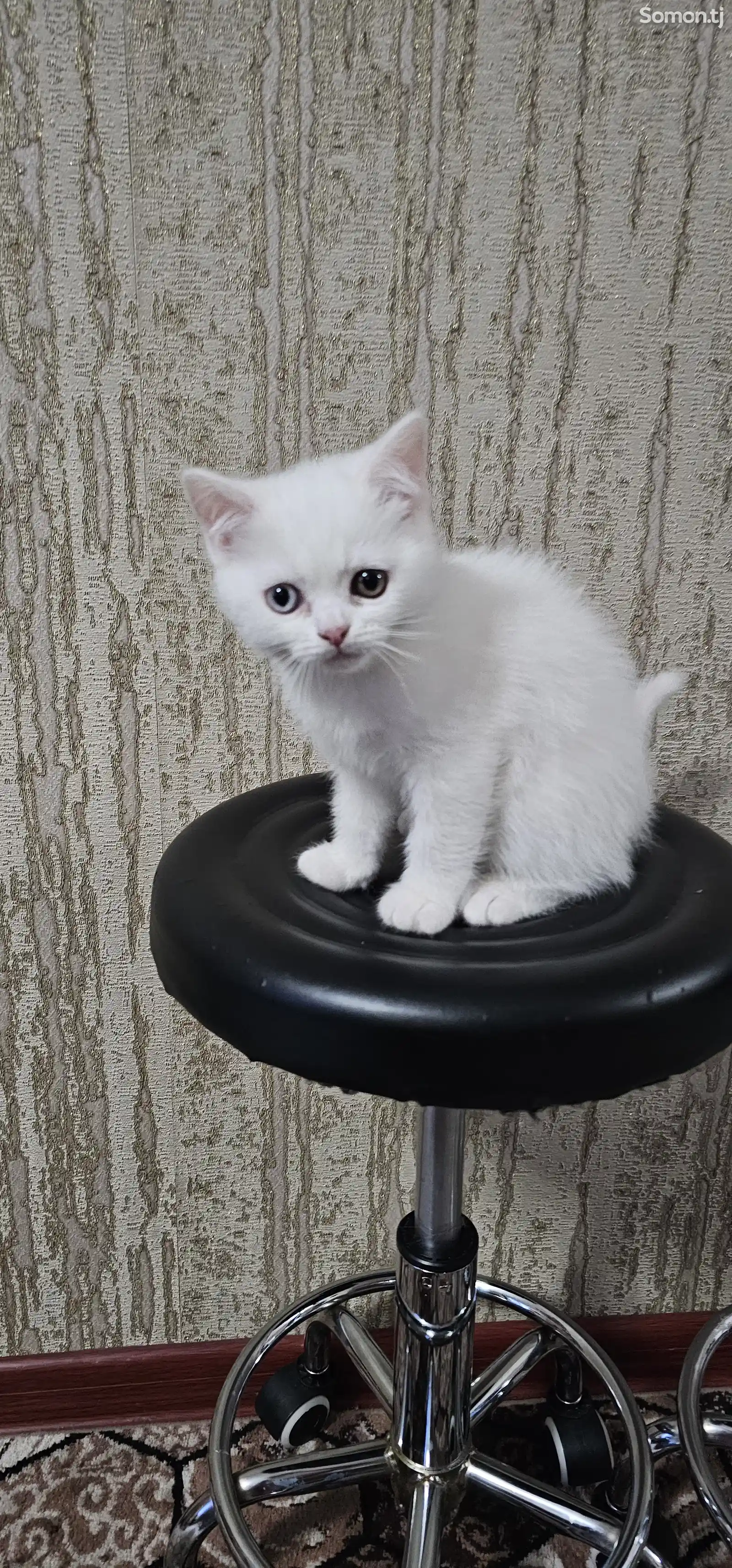 Шотландский белоснежный котёнок с разными глазами-11