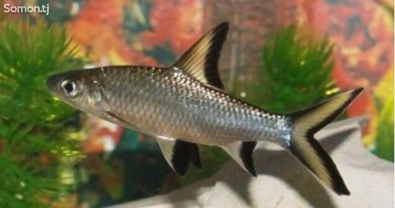 Рыбки Акула Балу-2