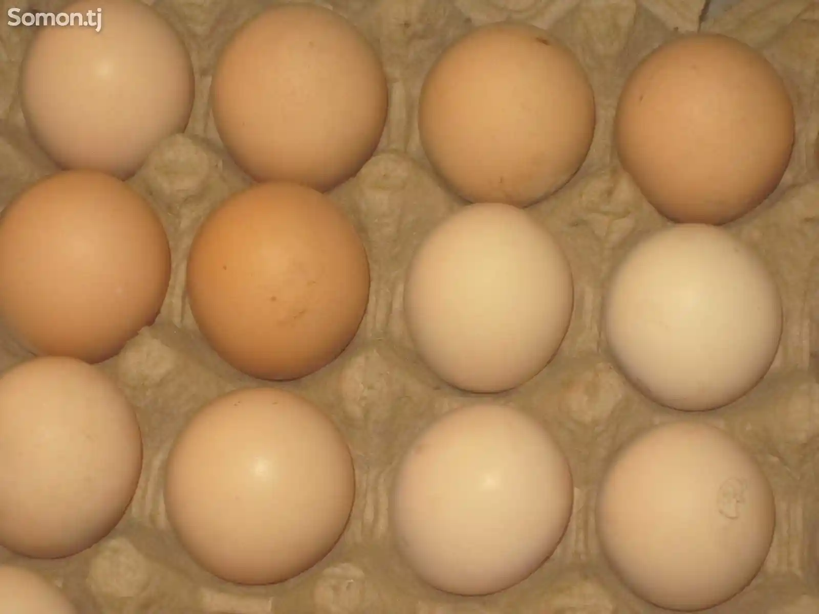 Яйца кур породы дакан-1