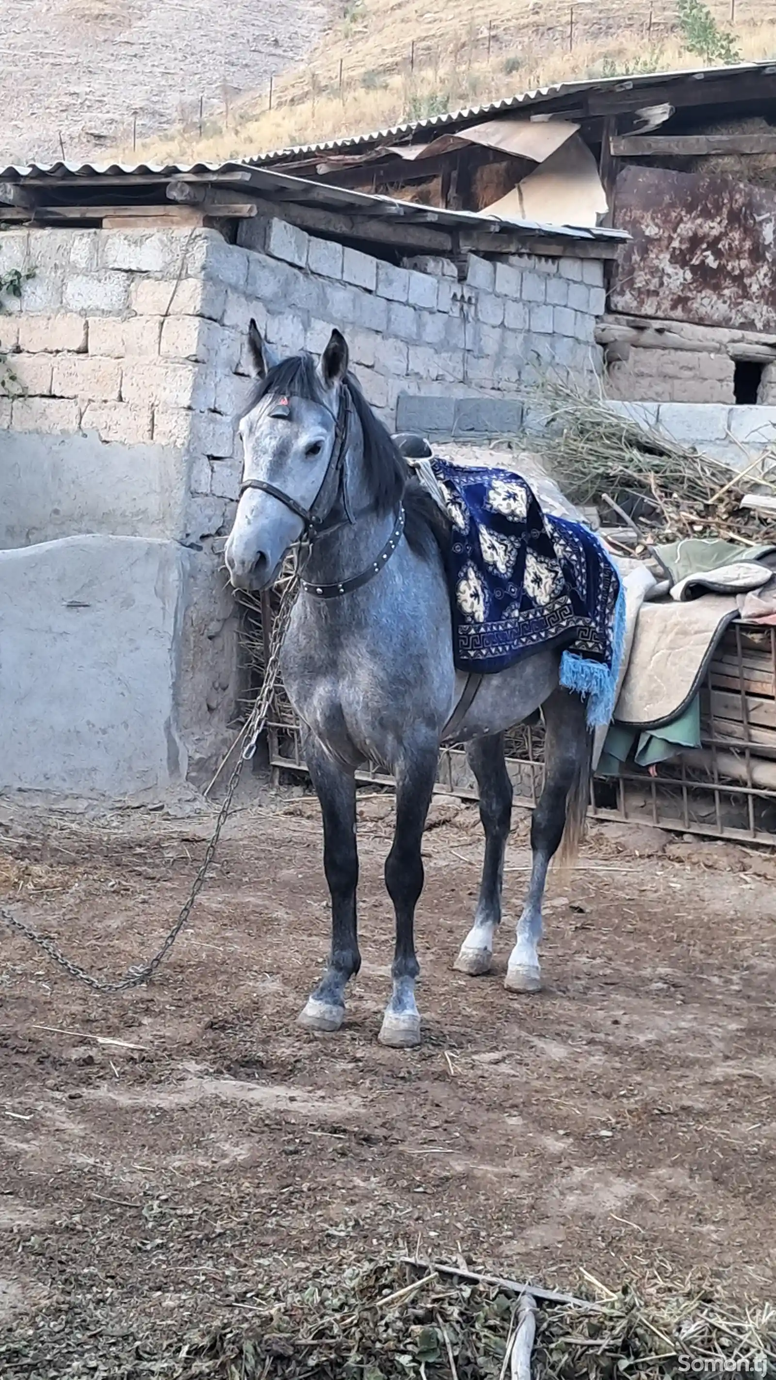 Асп