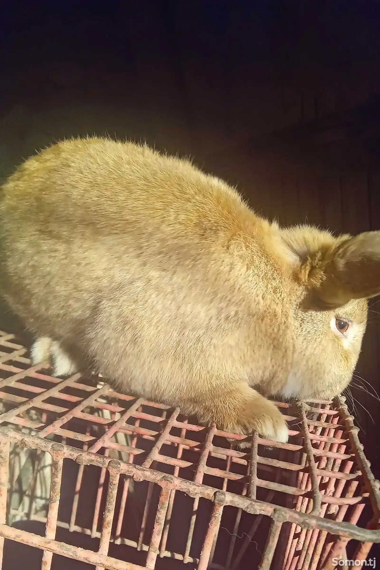 Кролик породы Французский баран-5