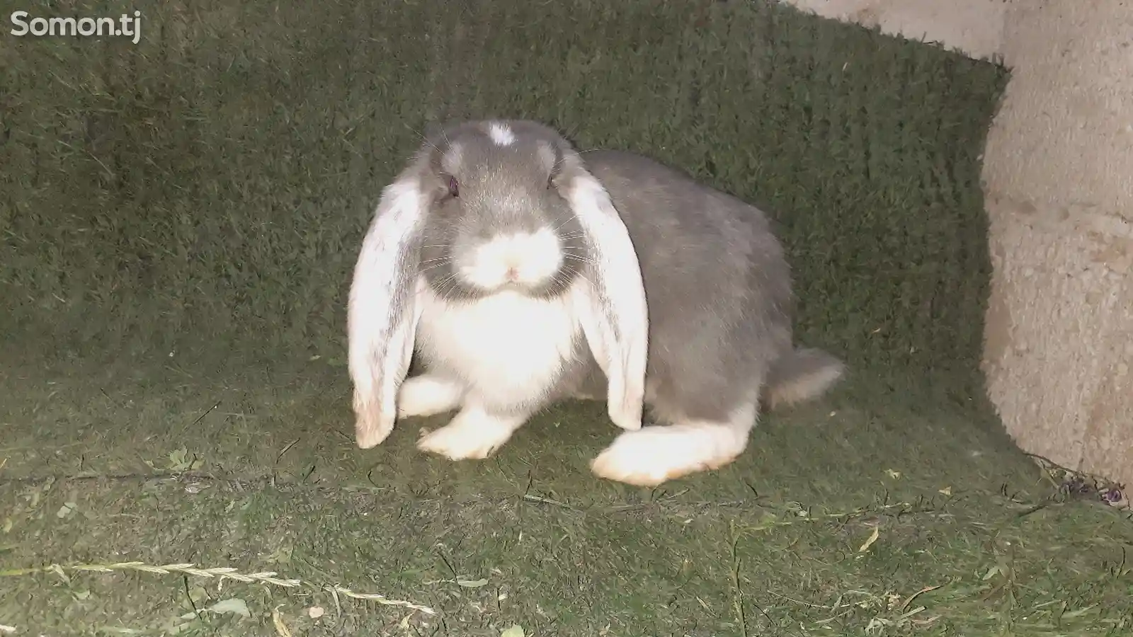 Кролик Баран-3
