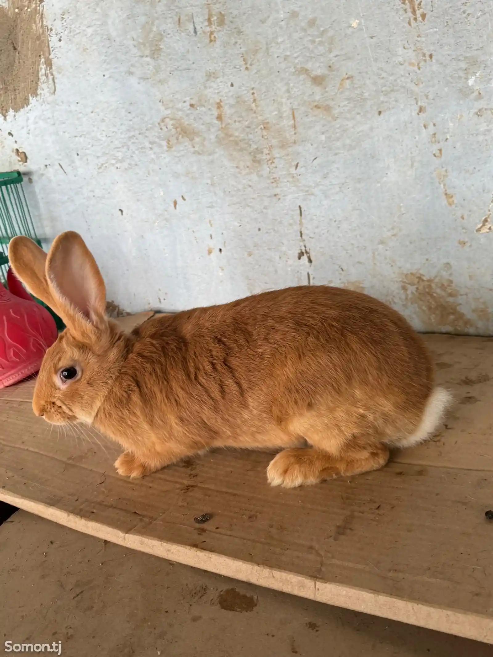 Кролик-1