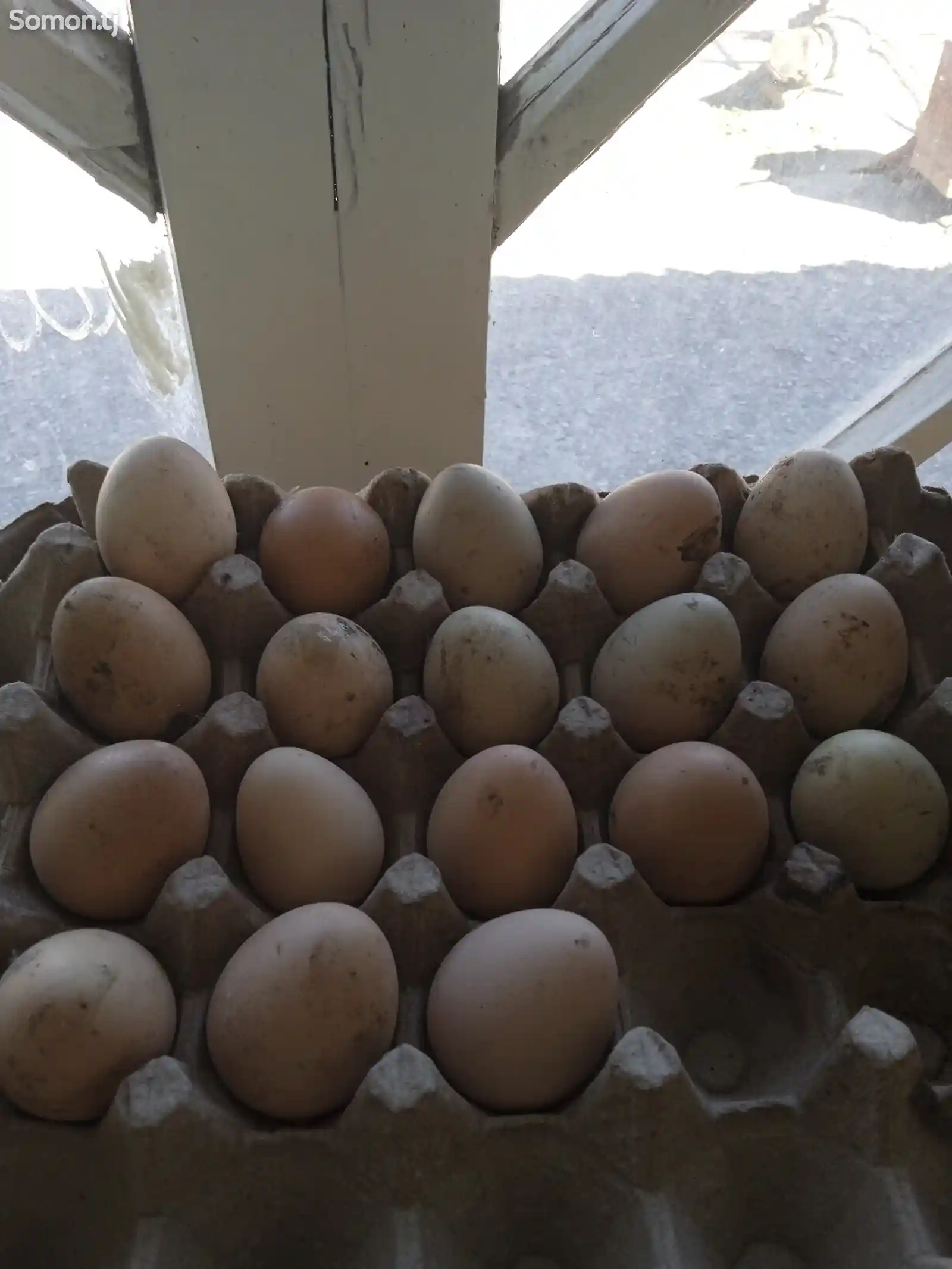 Яйца для инкубации цесарки-2