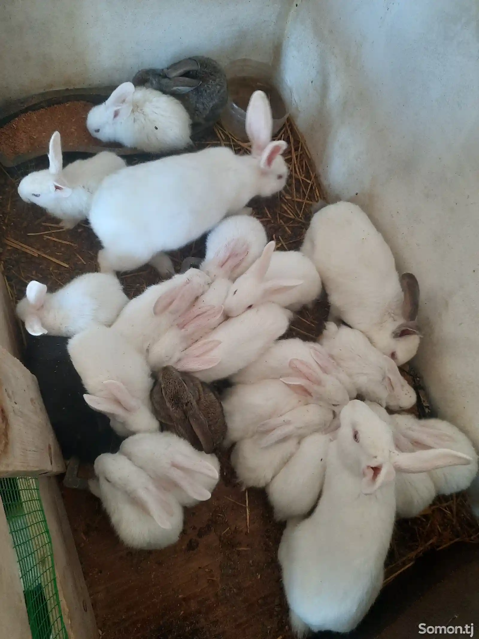 Кролики порода хиколь-6