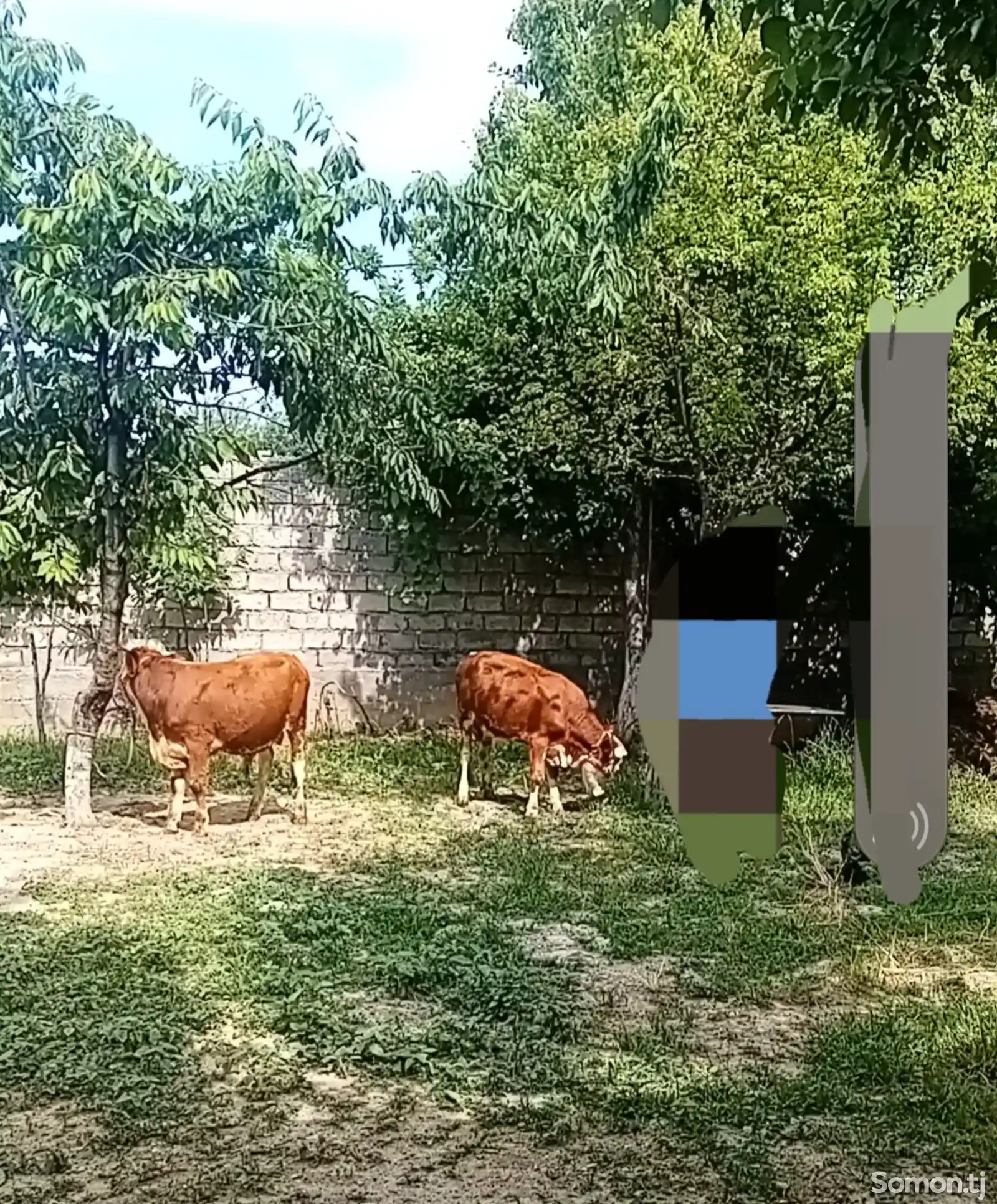 Корова породы Симментал-1