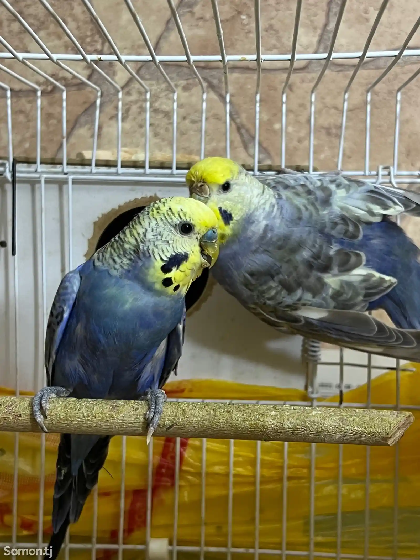 Радужные попугаи-1