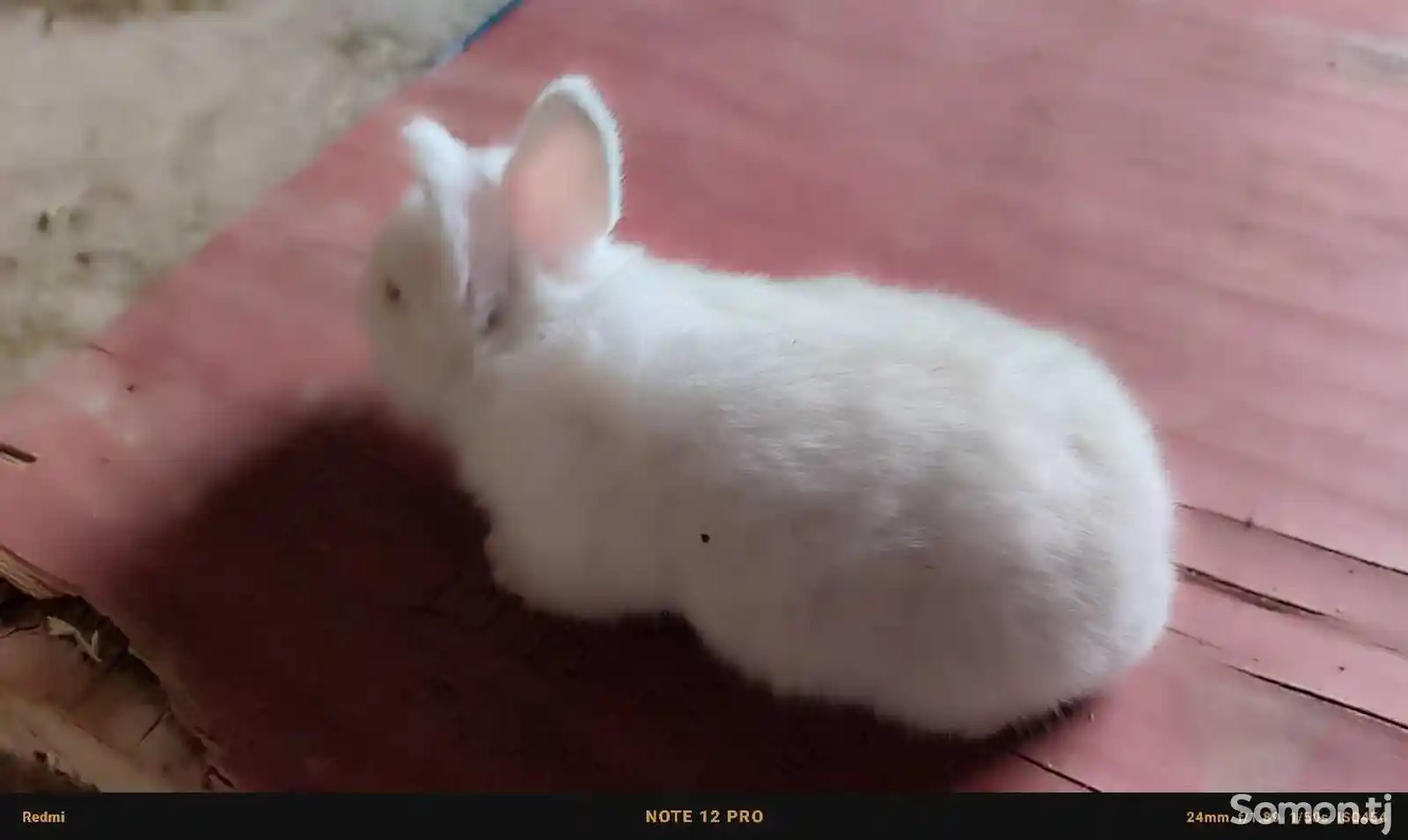 Кролик-4