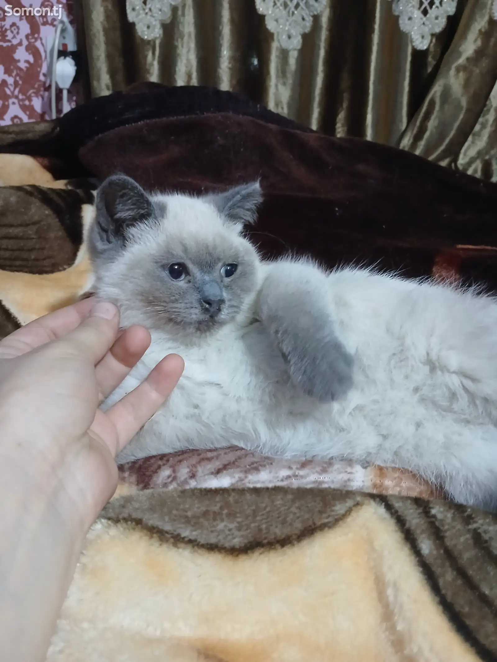 Британский котёнок-1