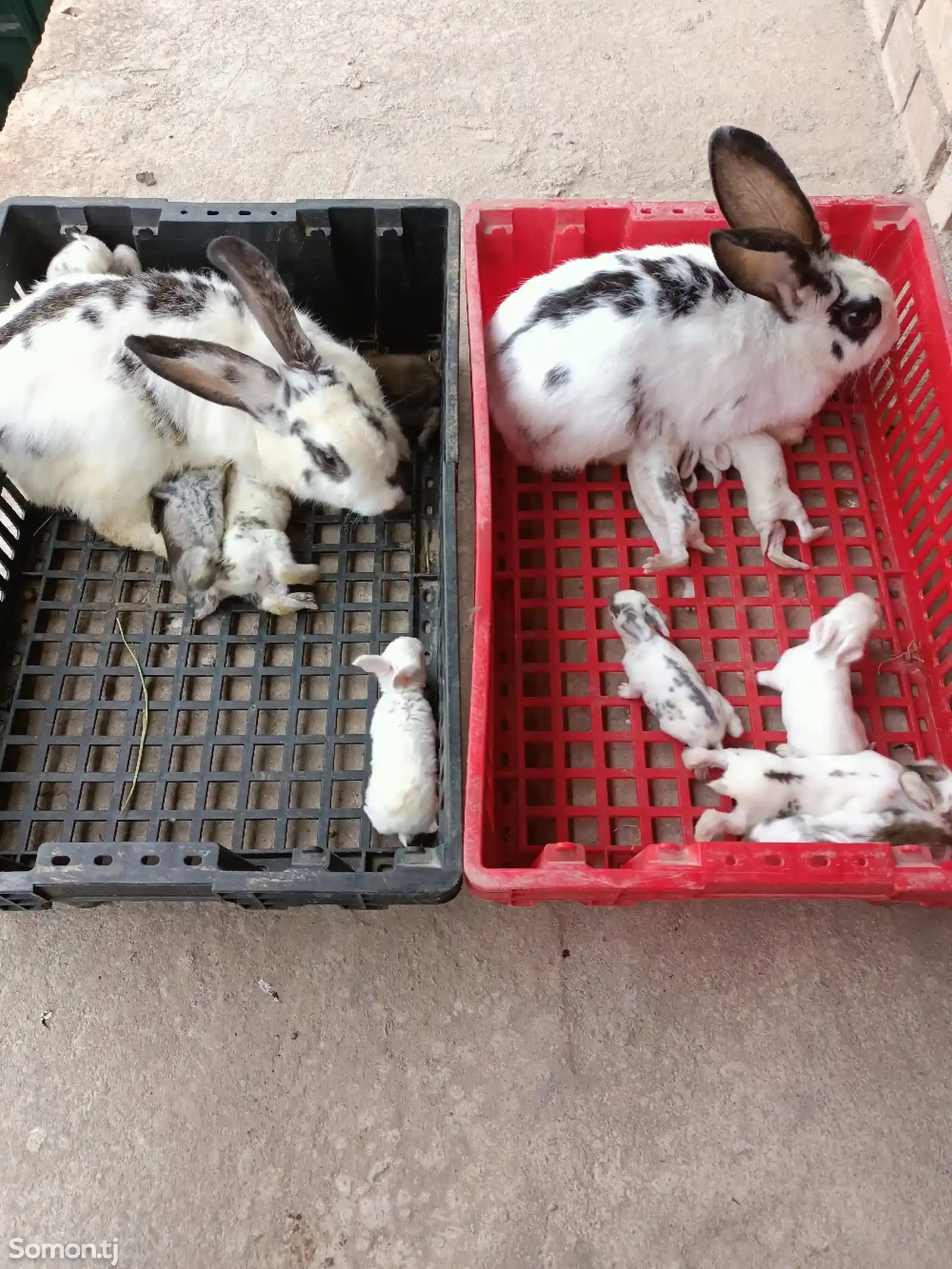 Кролик с крольчатами-3