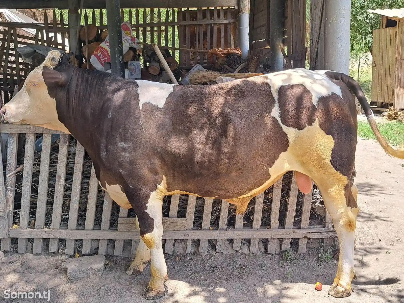 Корова симментальской породы-4