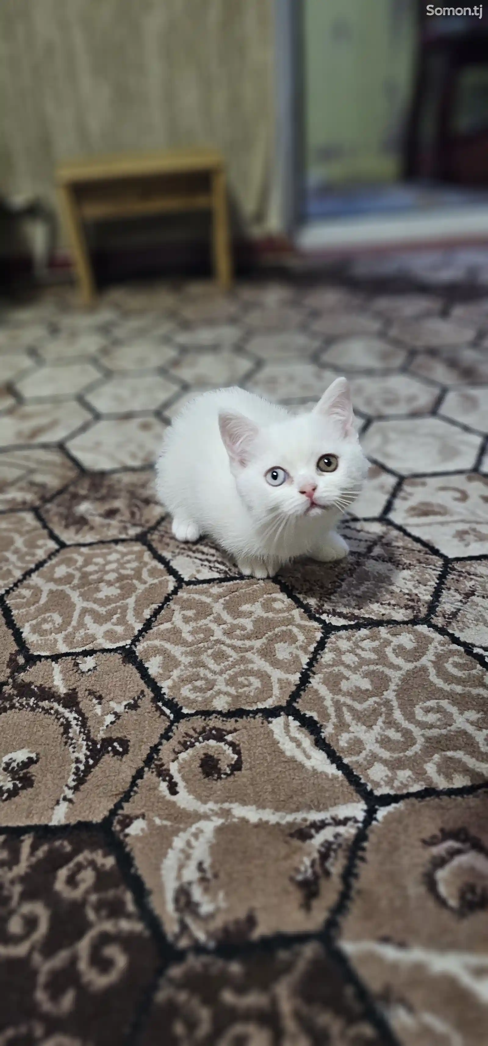 Шотландский белоснежный котёнок с разными глазами-4