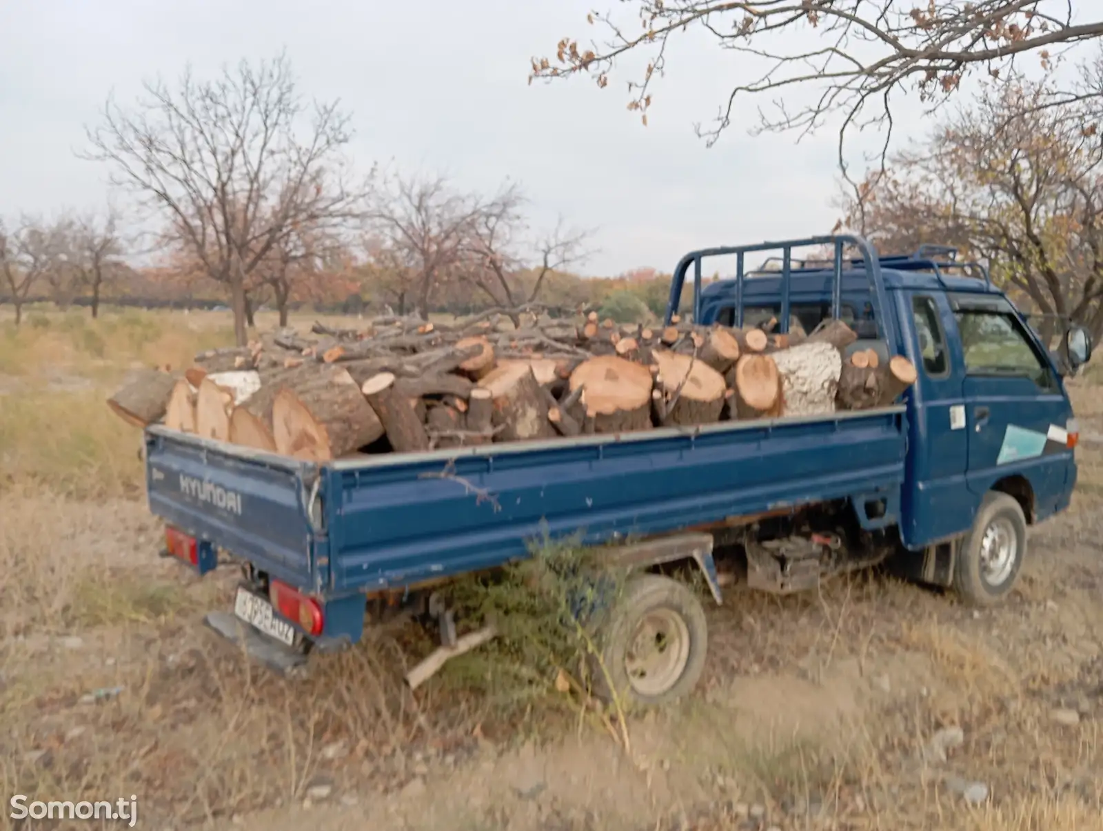 Хезуми зардолу-1