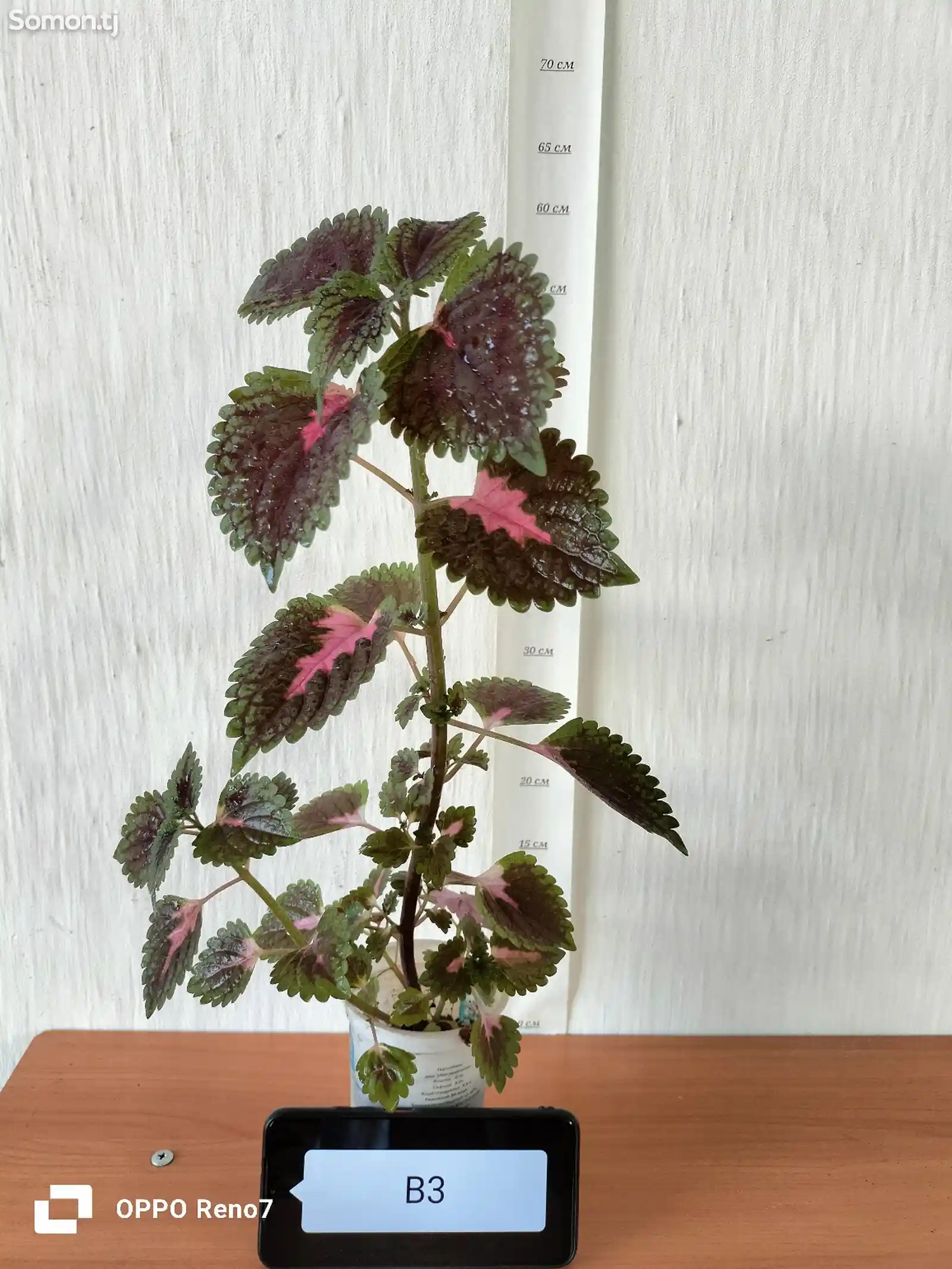 Комнатное растение B3-1