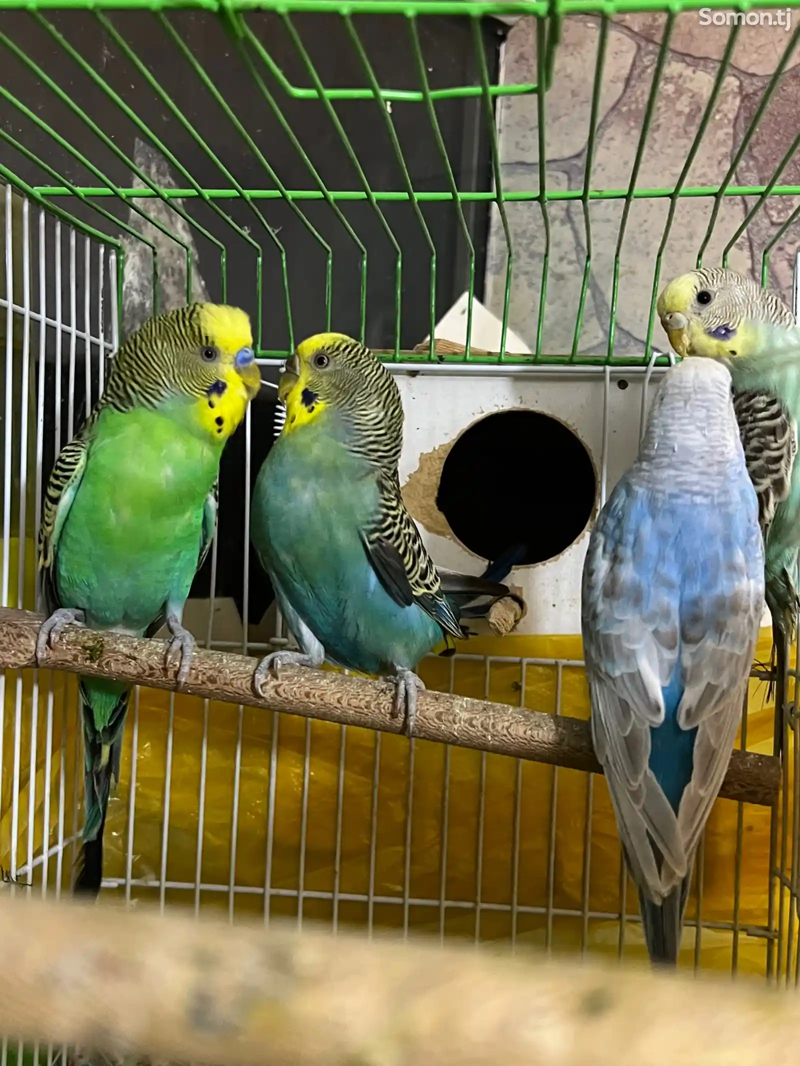Волнистые попугаи-5