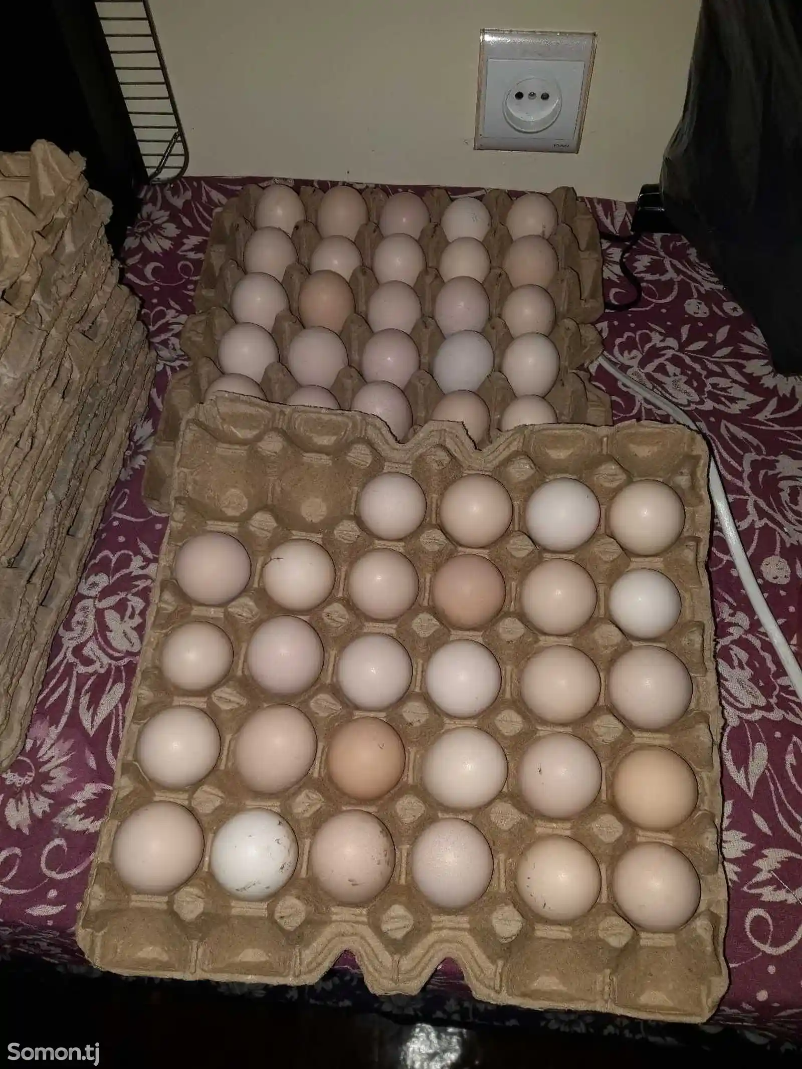 Яйцо для инкубации-1
