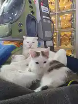 Котенок-3