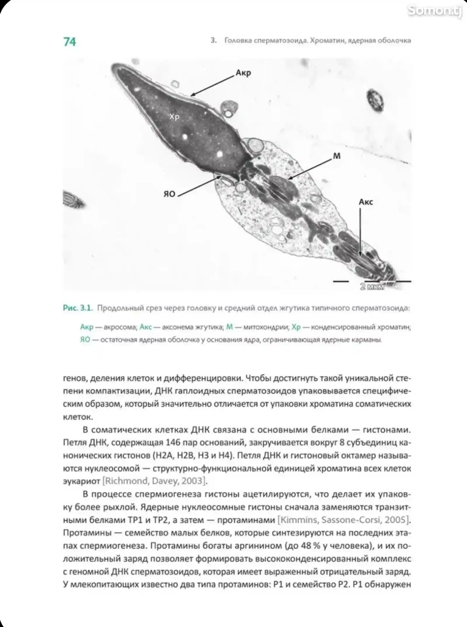 Книга Интерпретация спермограммы-9