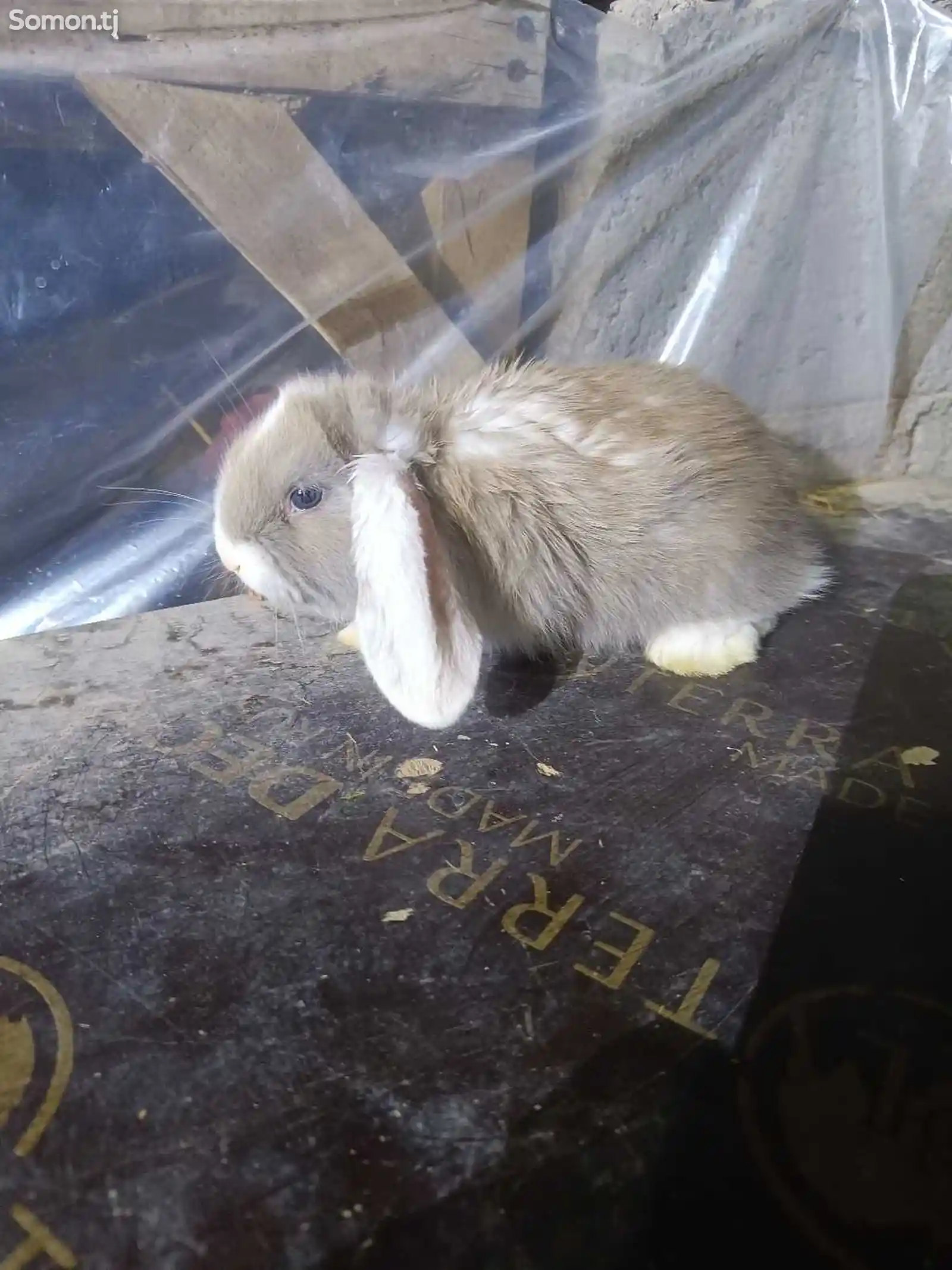 Кролик породы французский баран-12
