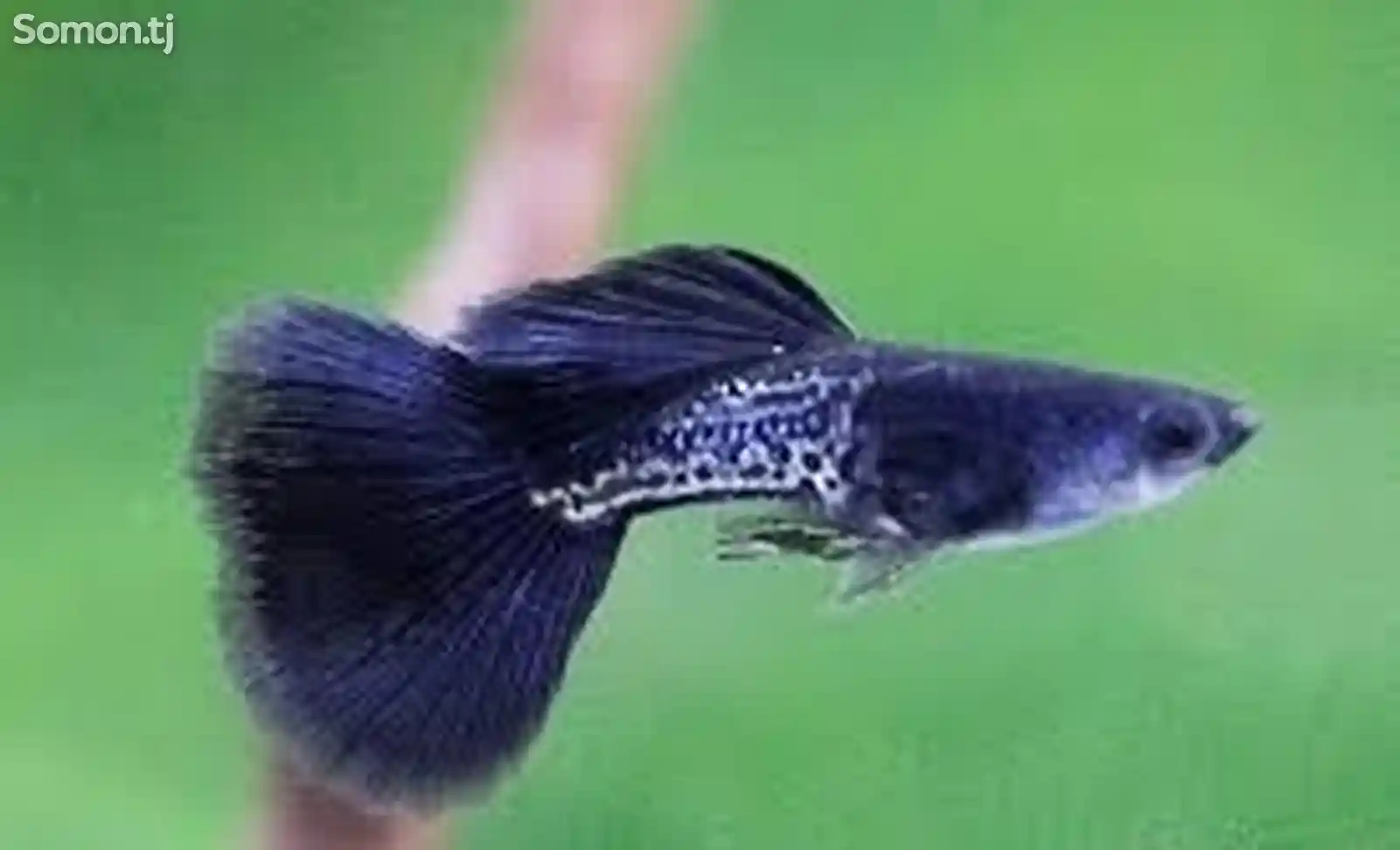 Рыба Гуппи чёрная кобра-1