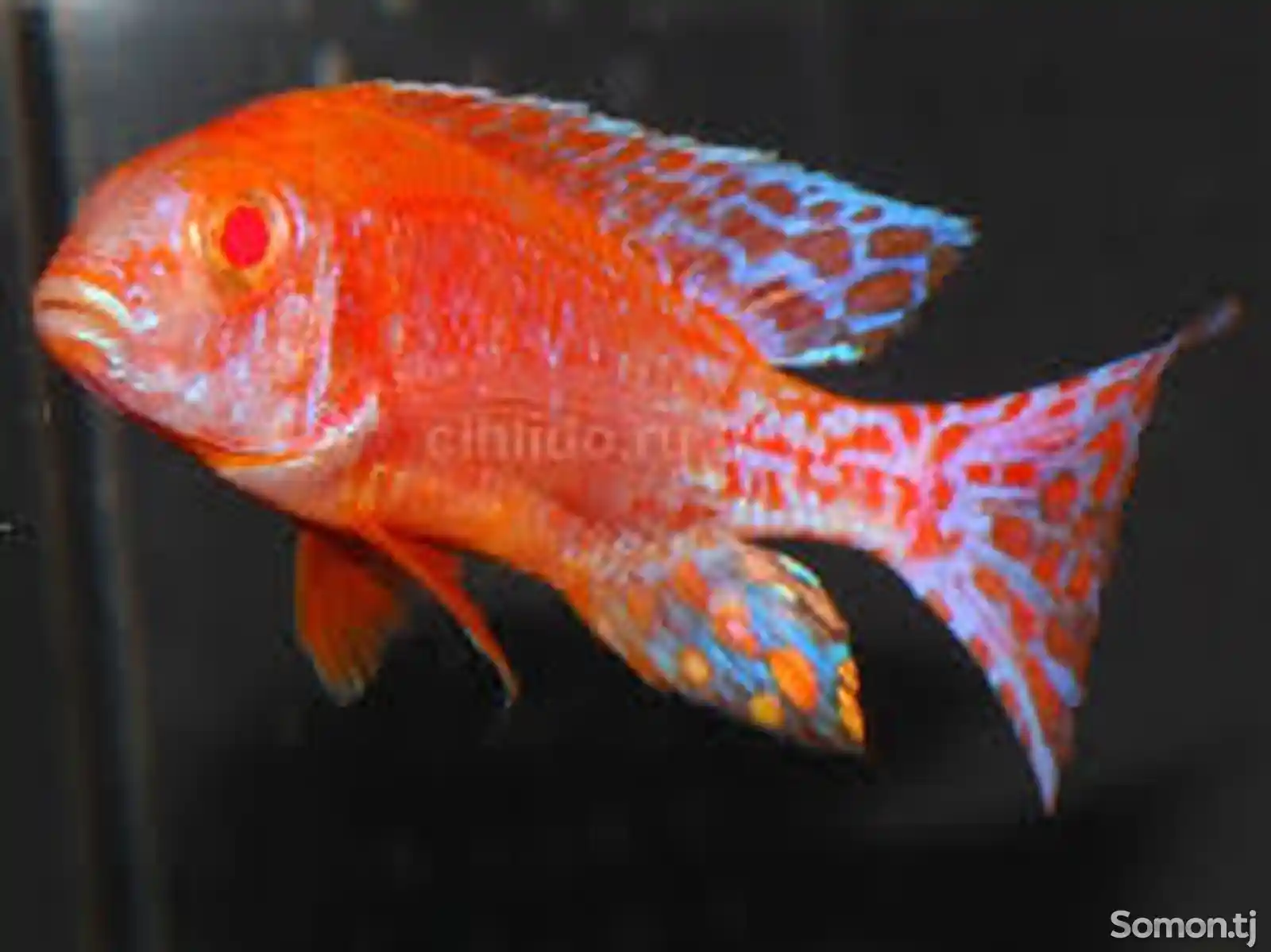 Рыба Aulonocara Firefish Albino-3