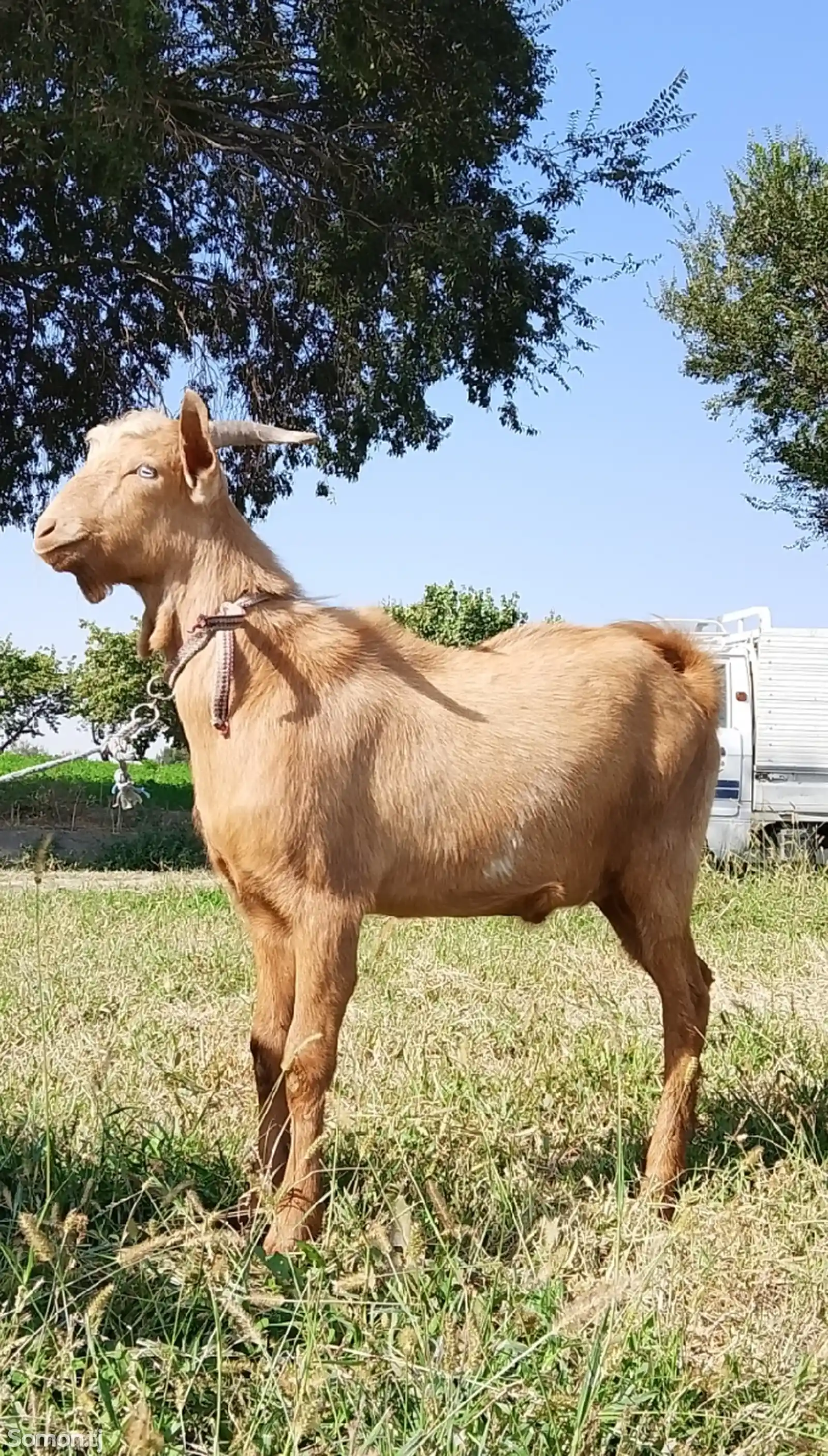 Альпийский козёл-6