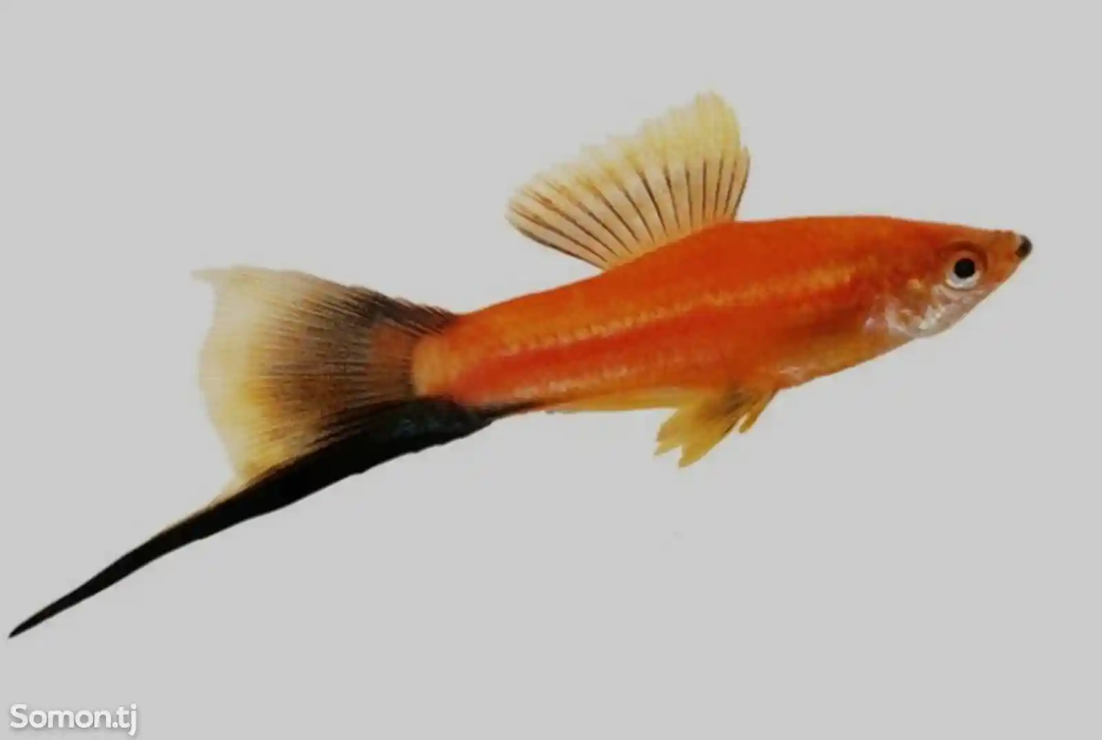 Рыбка Меченосец-2