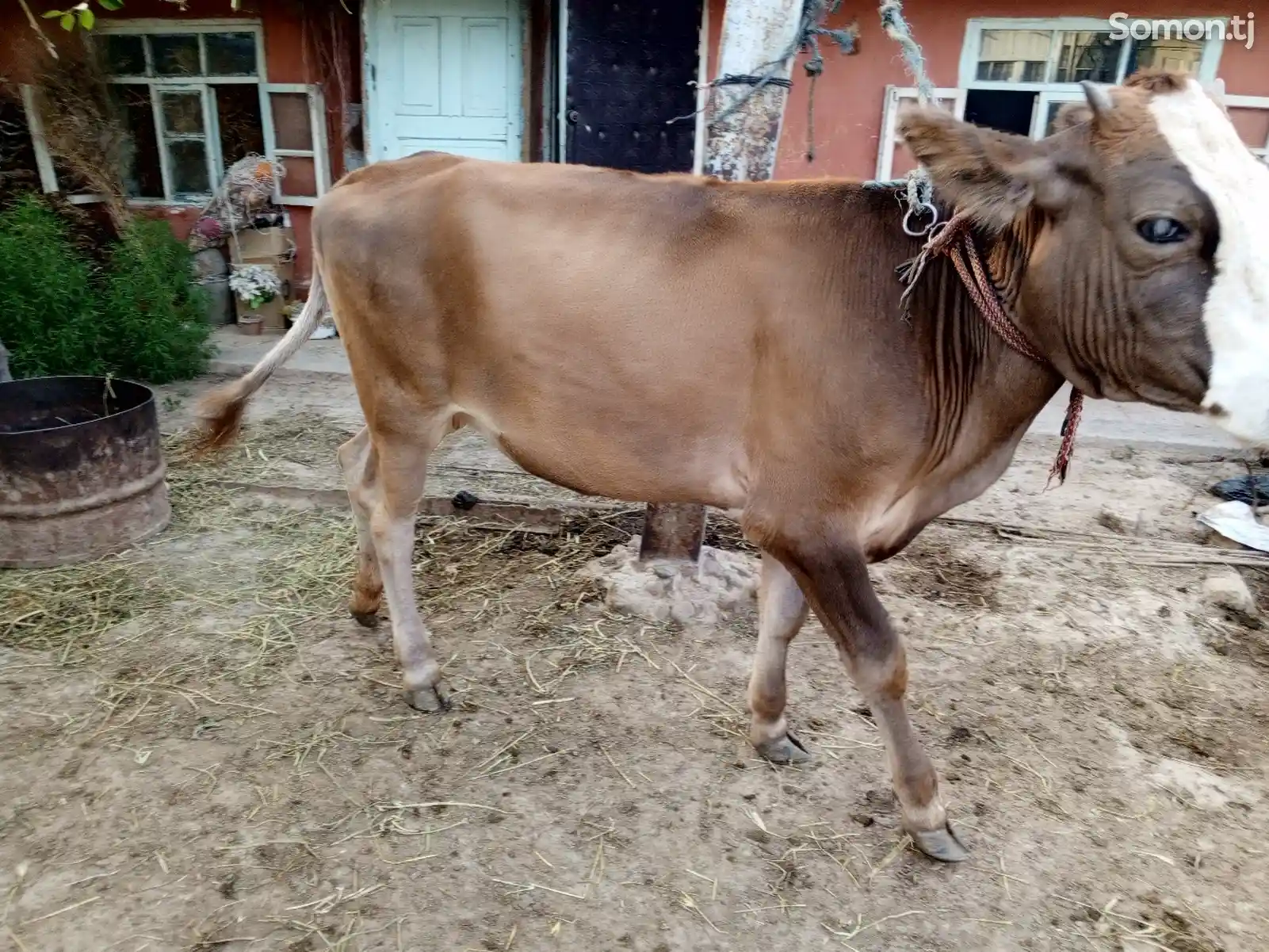Корова-10