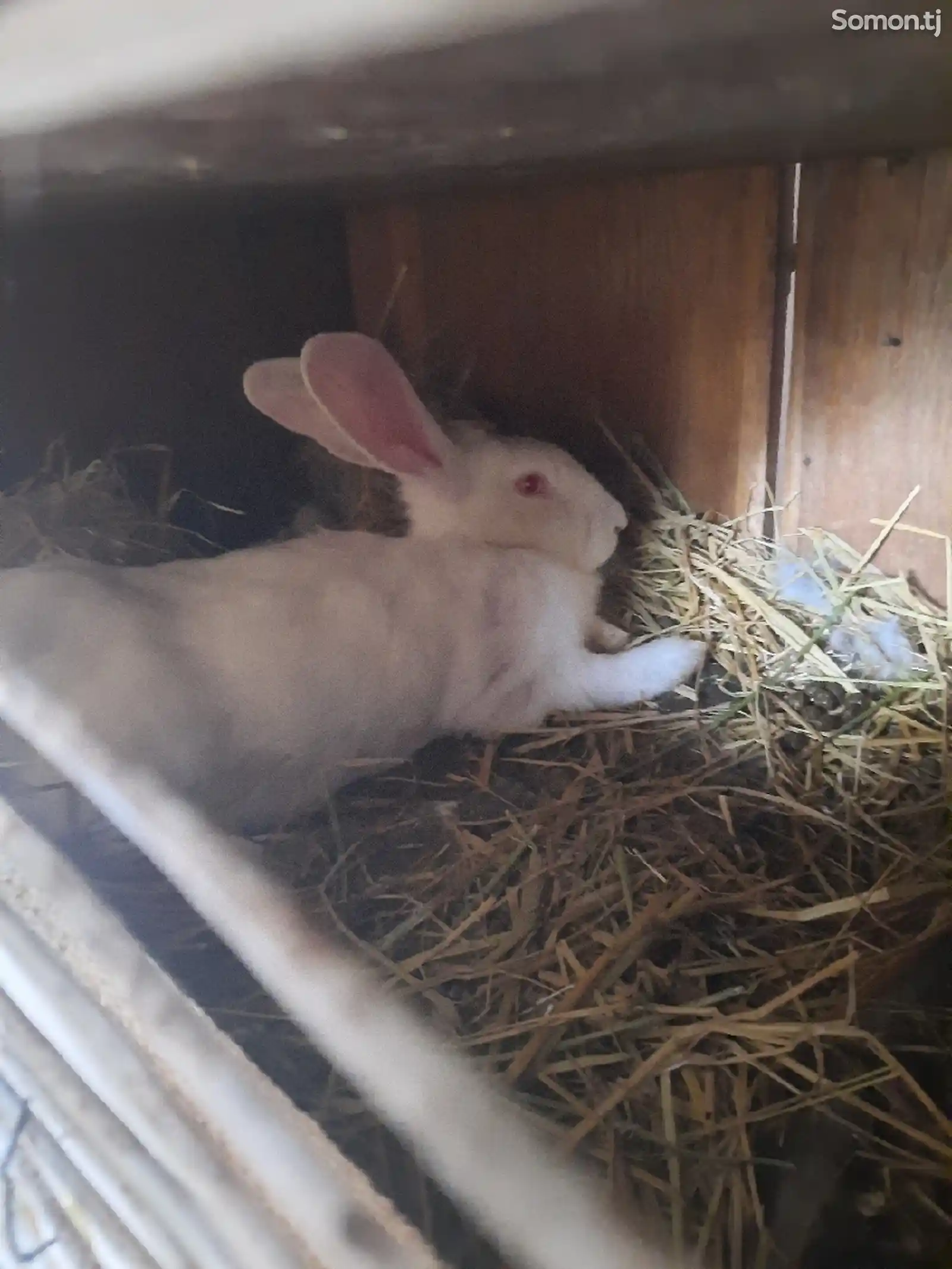 Кролики порода хиколь-3