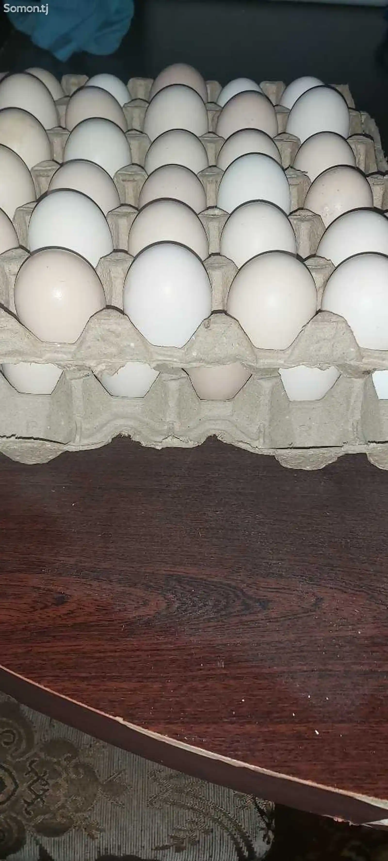Яйца для инкубации-5