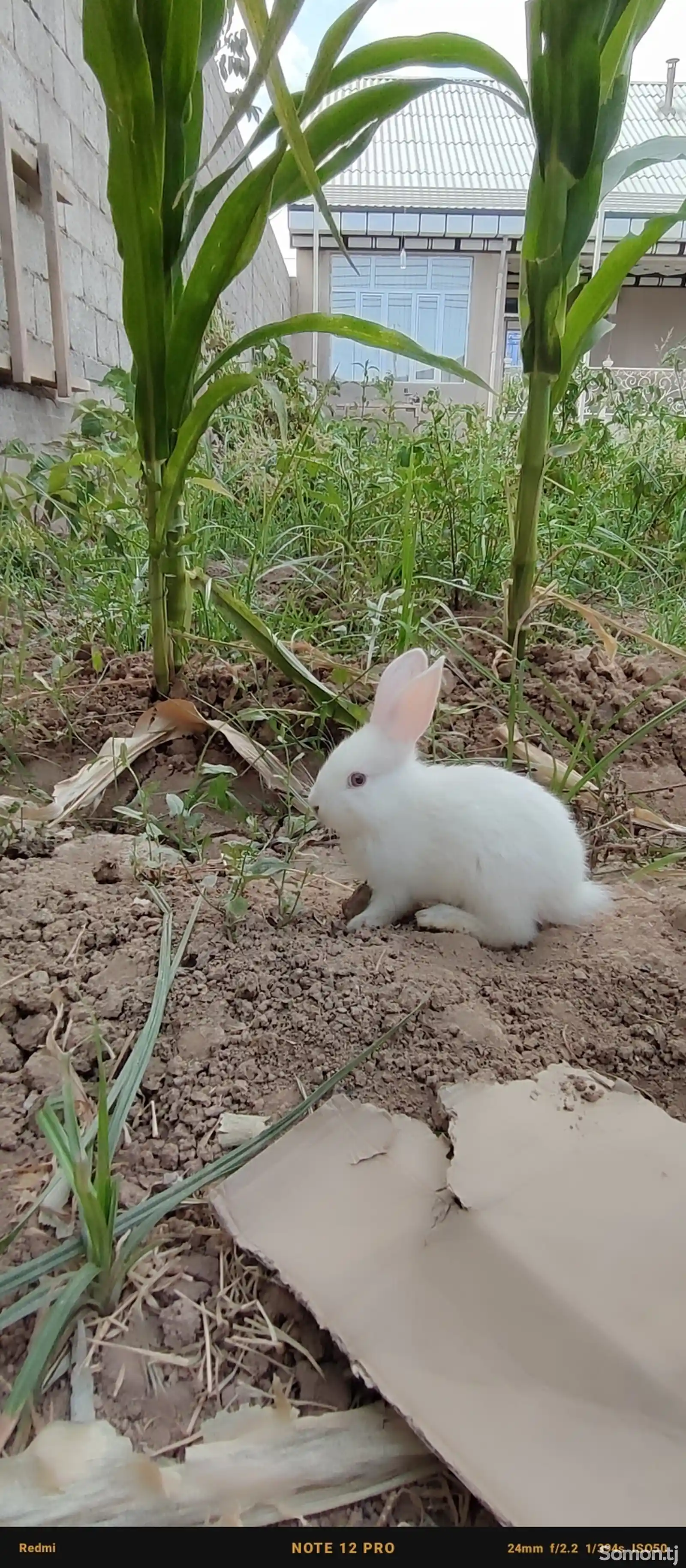 Кролик породистый-1