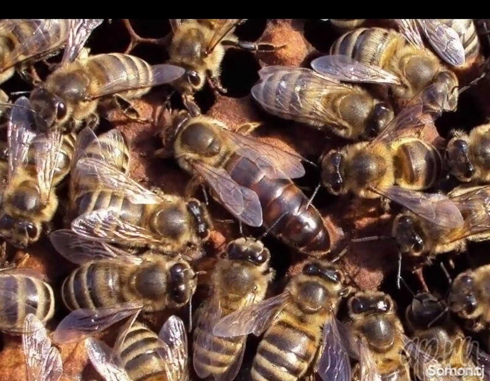 Отводка медовых пчел-3