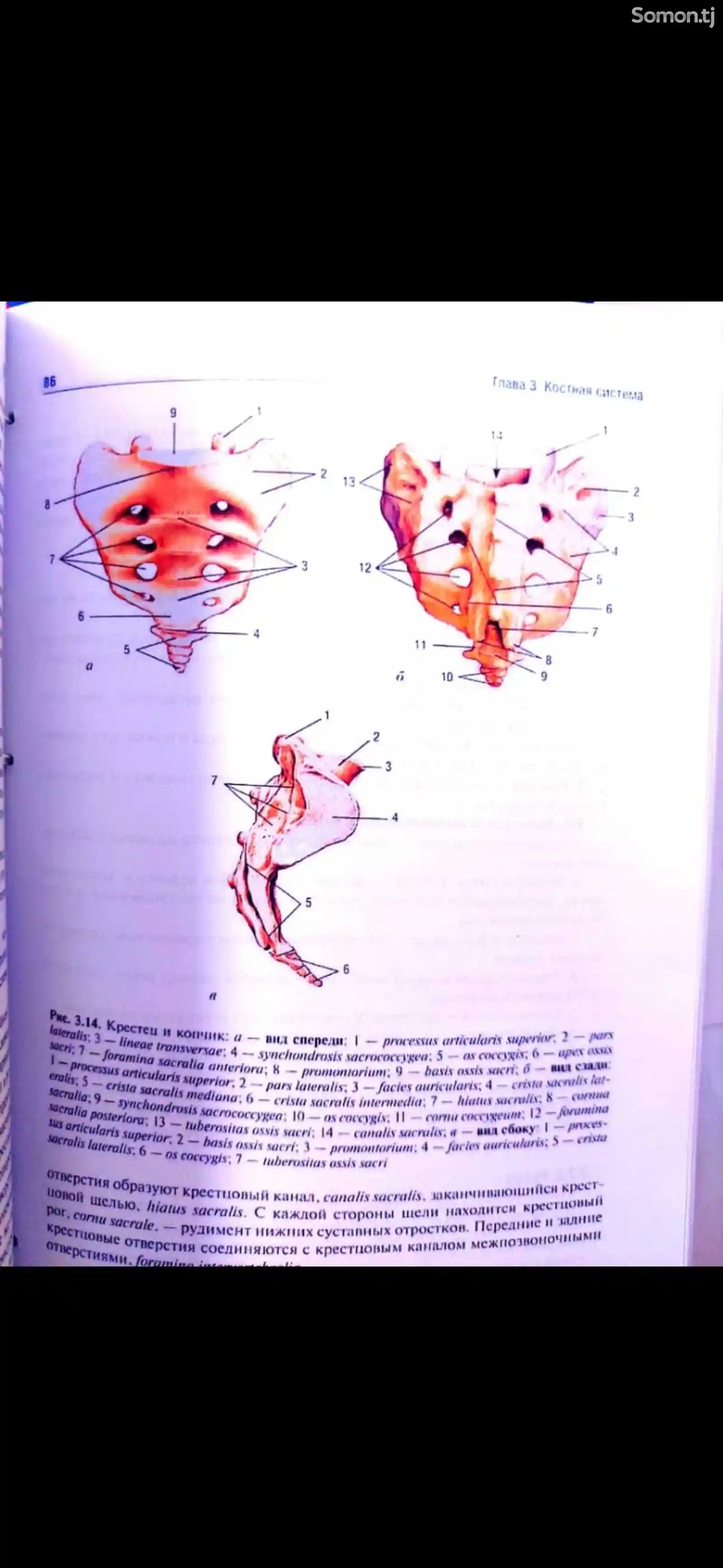 Анатомия человека Гайваронский-4
