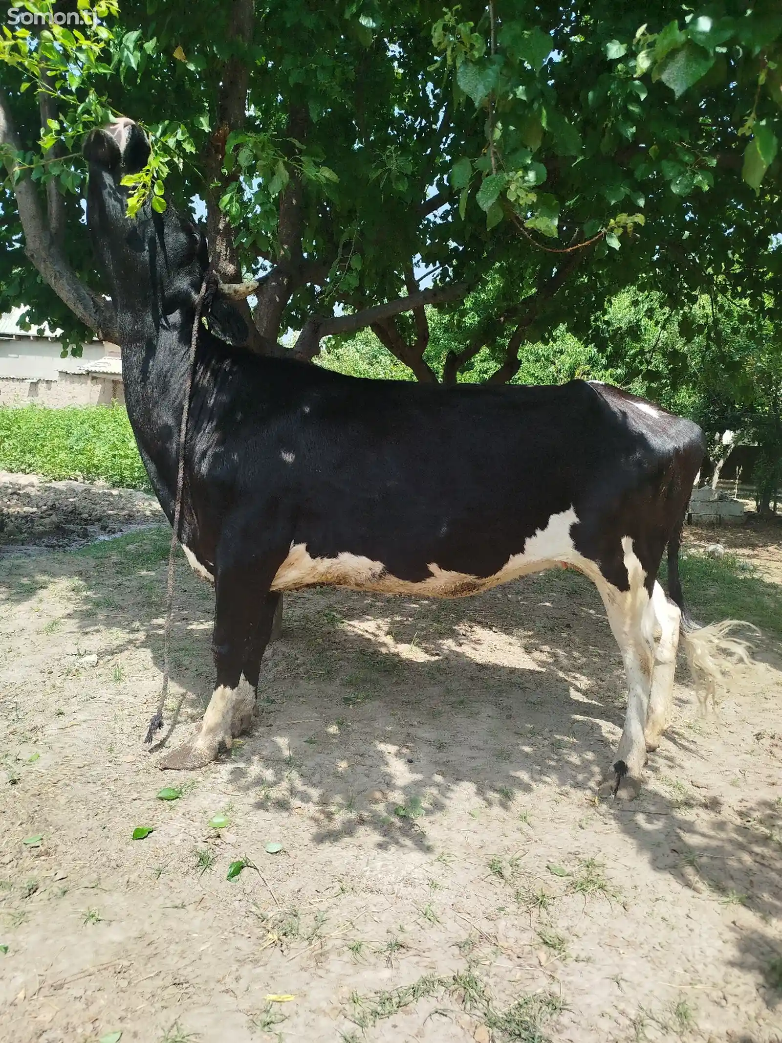 Корова чёрный пёрс-1
