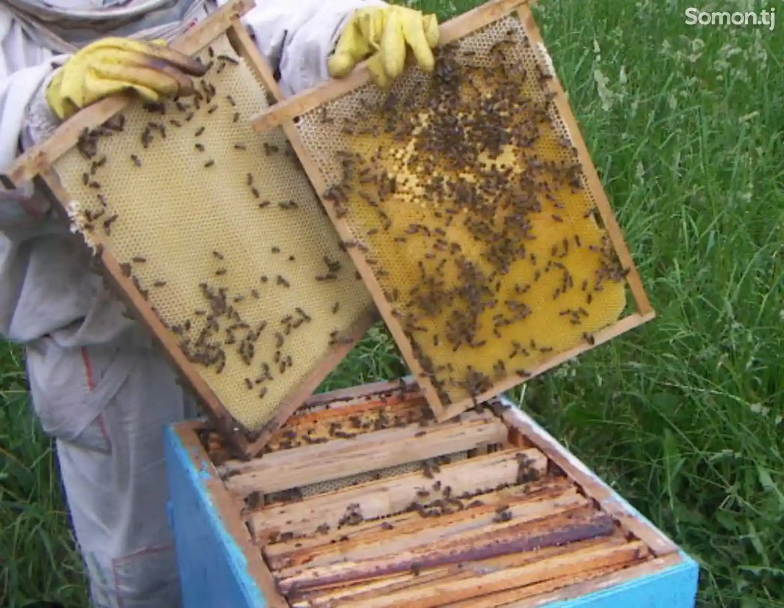Пчелинные отводки
