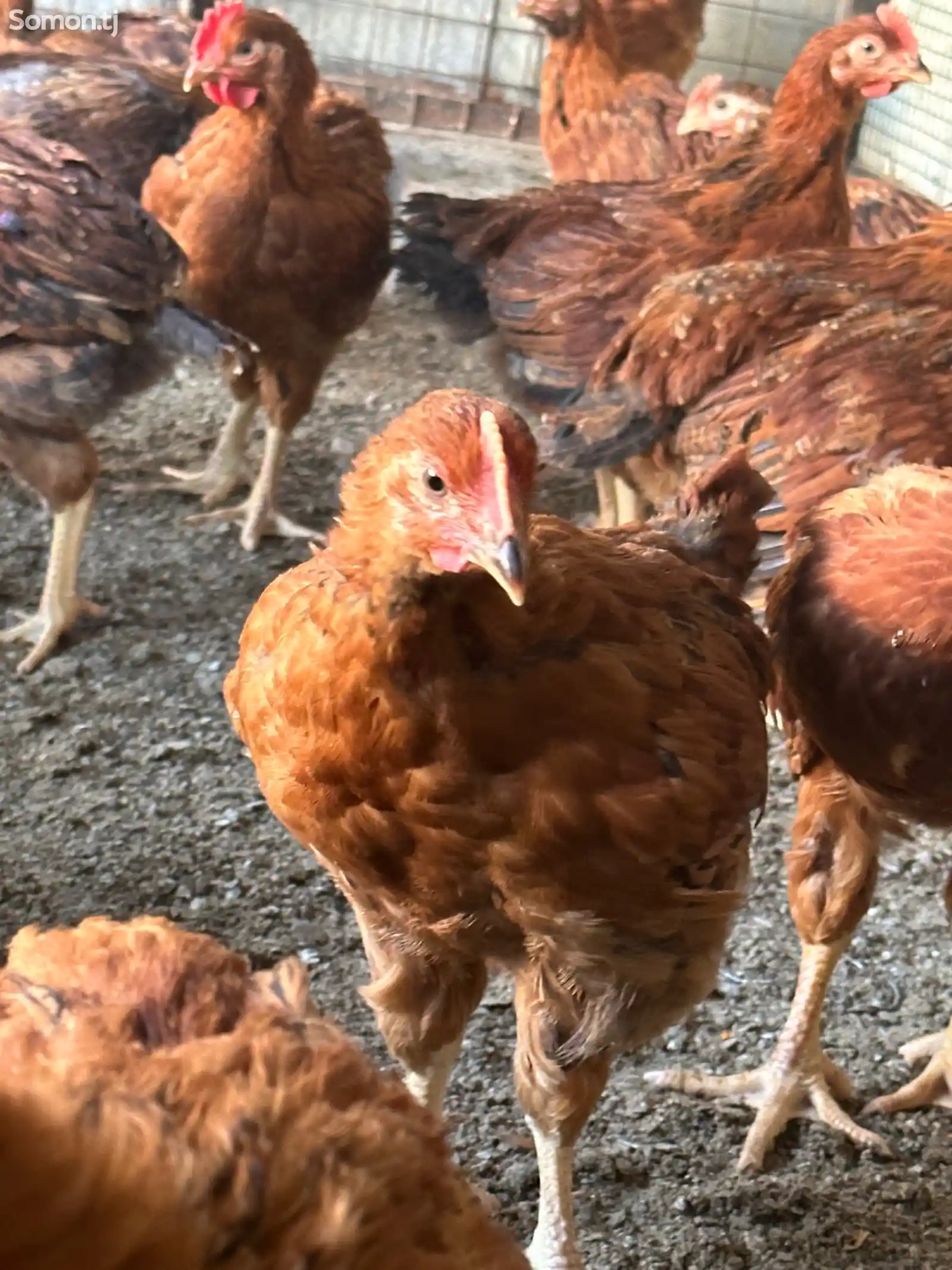 Цыплята Ломан Браун-1