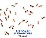 Услуги дезинфекции-2