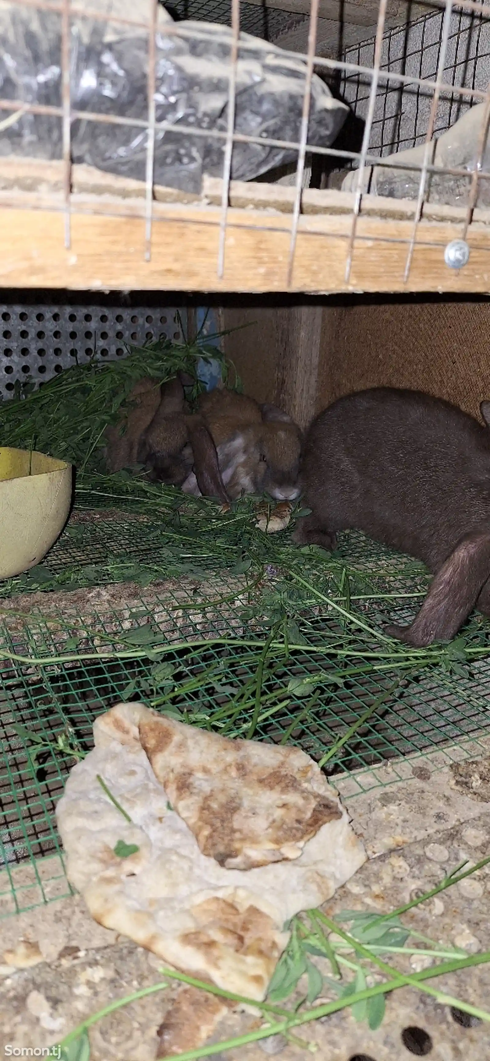 Кролик породы баран-3