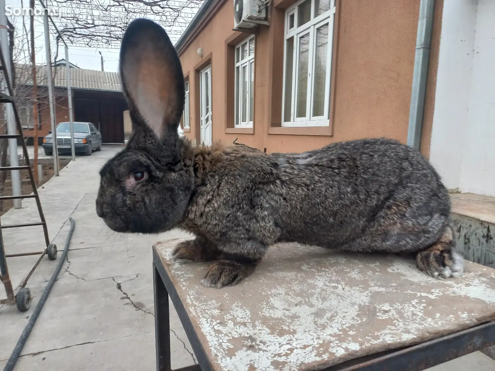 Кролик Бельгийский Фландра-1