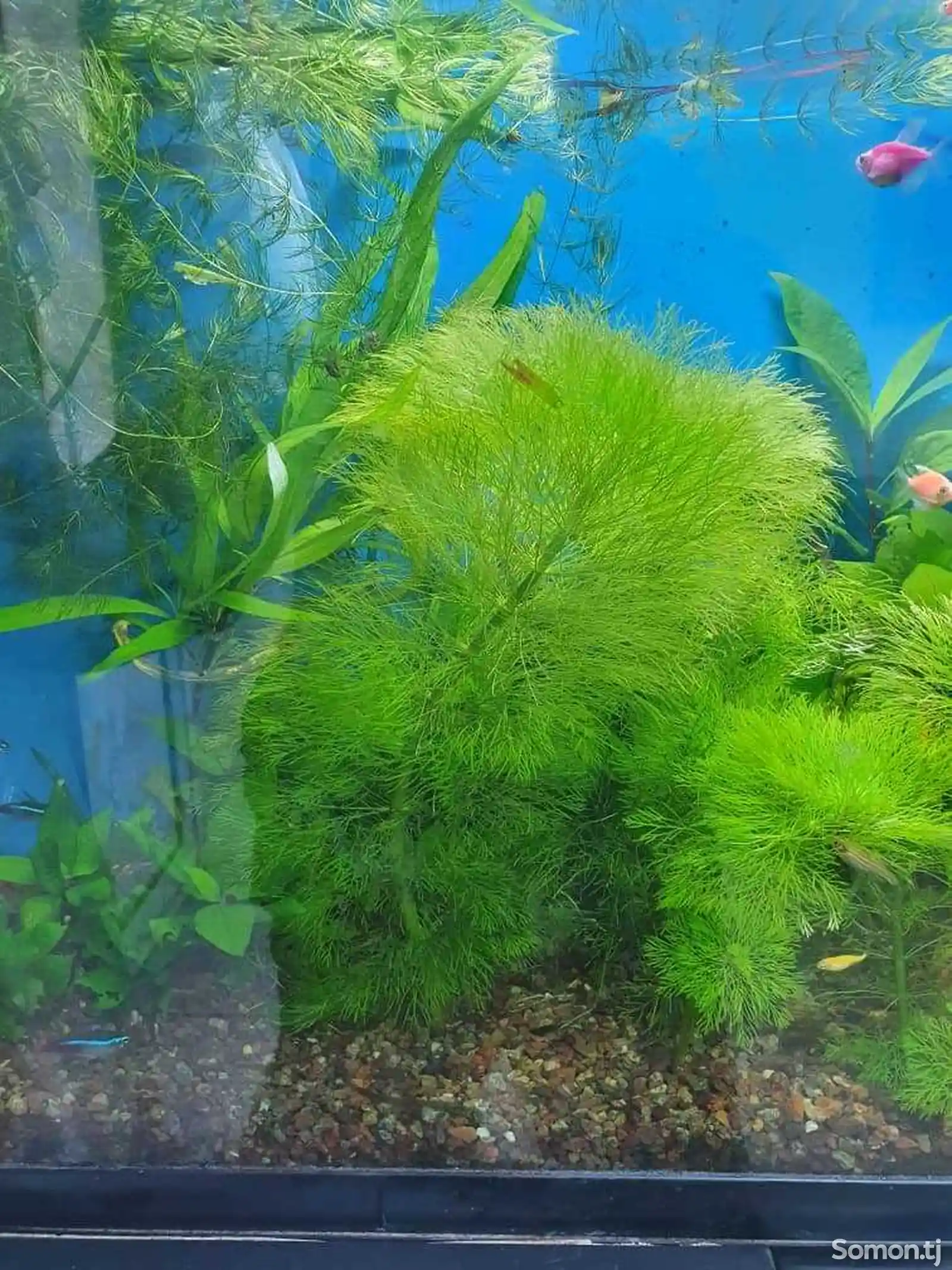 Растения для аквариумов-1