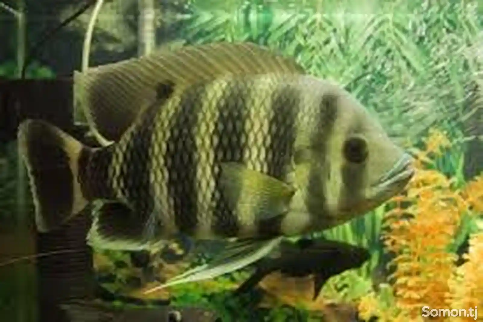 Рыба Heterotilapia Buttikoferi-2