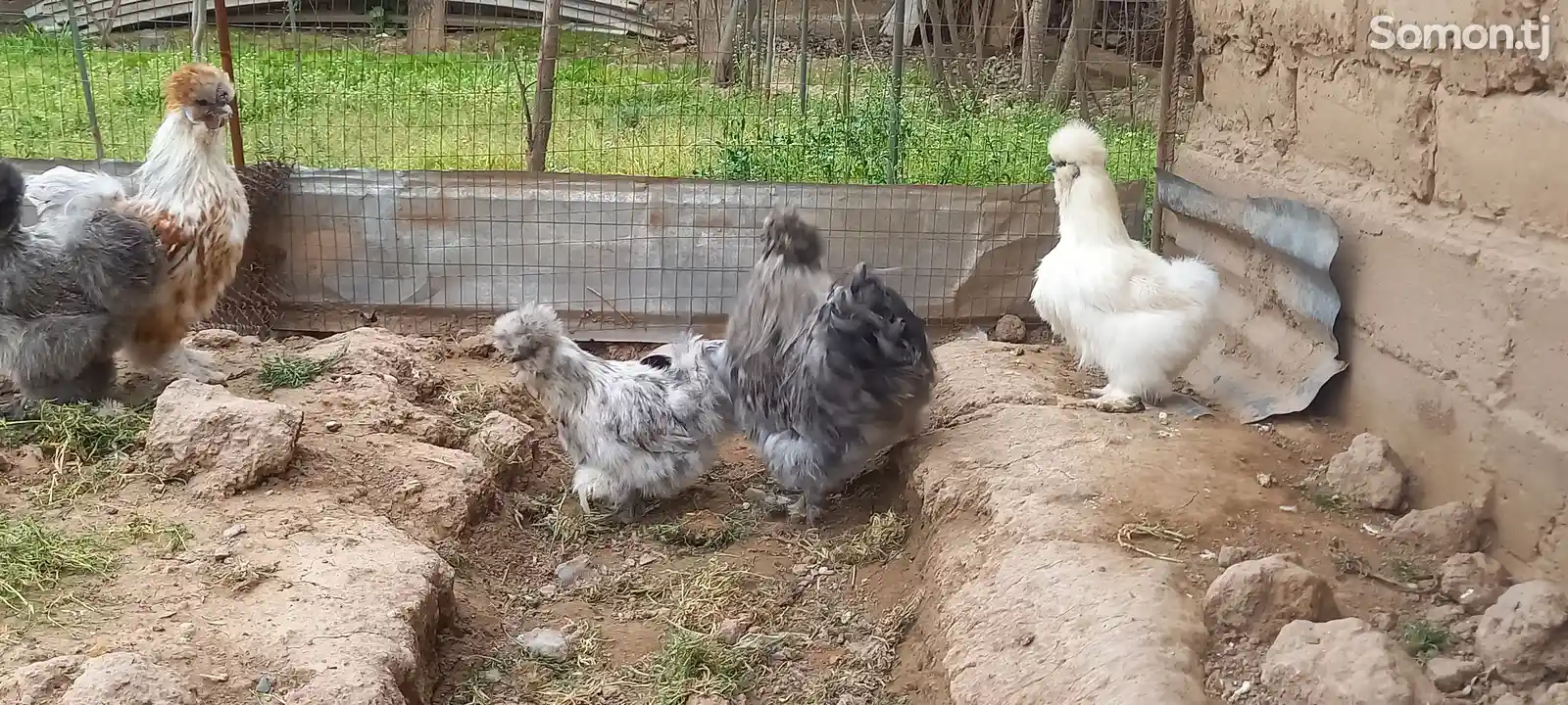 Яйца Шелковых куриц