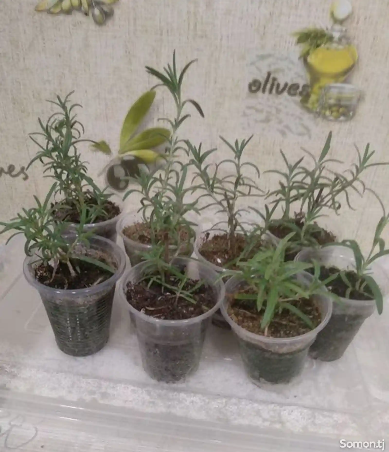 Комнатные растения черники розмарина-2