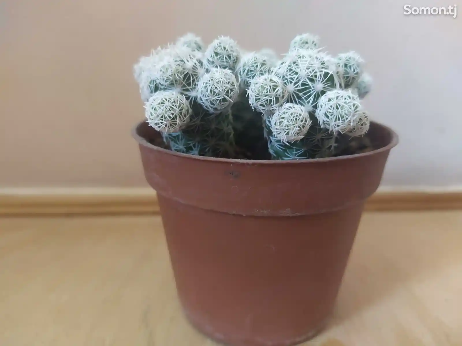 Кактус Mammillaria gracilis fragilis-4