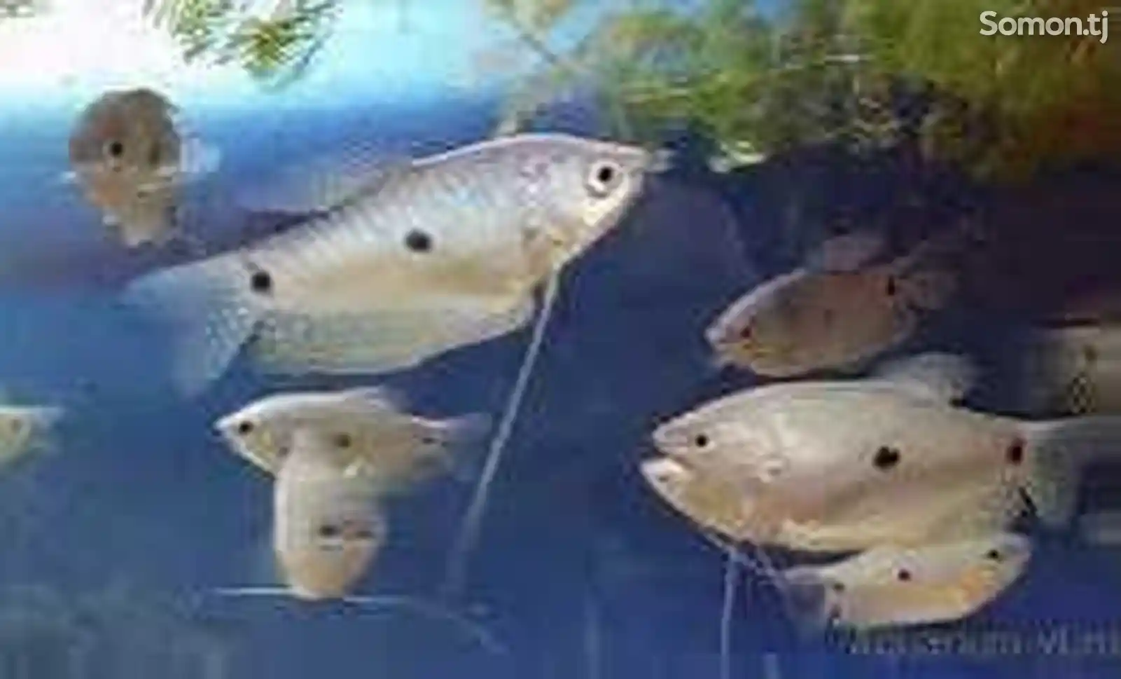 Рыбка Гурами Мix-1