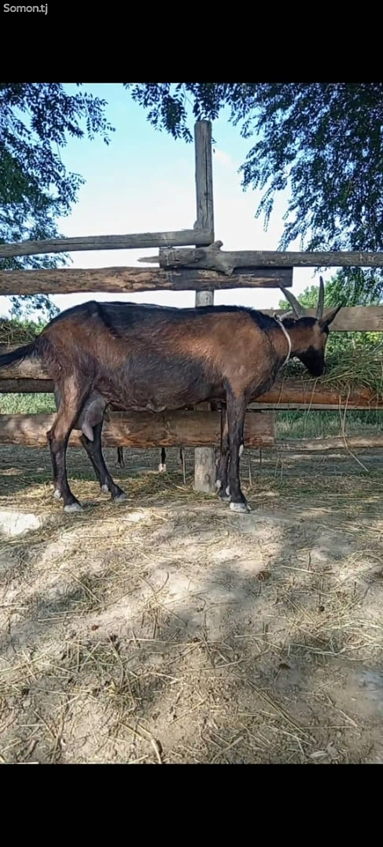 Альпийские козы-1