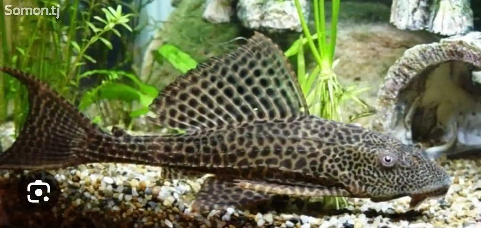 Рыбка Plekostomus-1