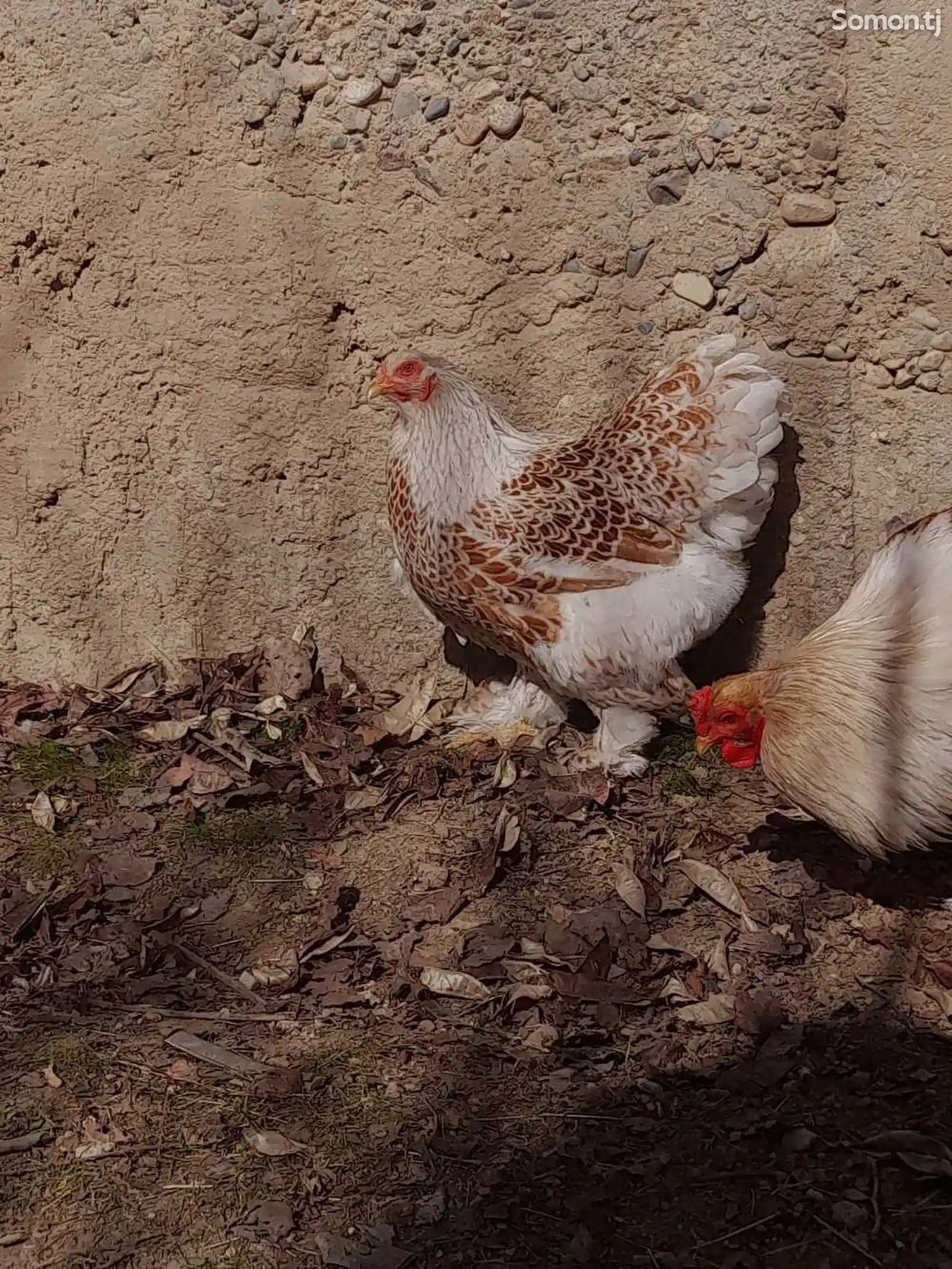 Яйца курицы породы белое золото-2
